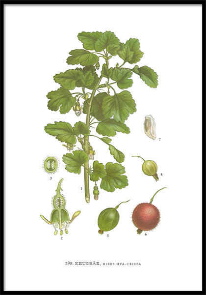Poster Krusbär