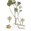 Gratulationskort 10,5x15 Hjortron, Rubus Chamaemorus