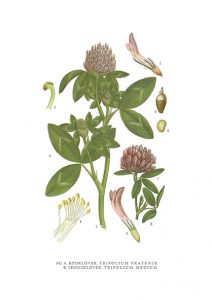 Gratulationskort 10,5x15 Rödklöver, Trifolium Pratense