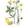 Gratulationskort 10,5x15 Smörblomma, Ranunculus Acris
