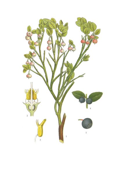 Gratulationskort Blåbär, Vaccinium Myrtillus