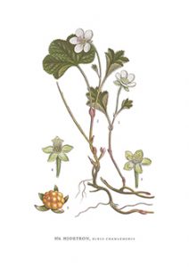 Gratulationskort 5,5x8,5 Hjortron, Rubus Chamaemorus