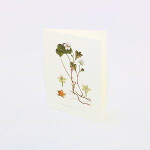Gratulationskort Hjortron, Rubus Chamaemorus